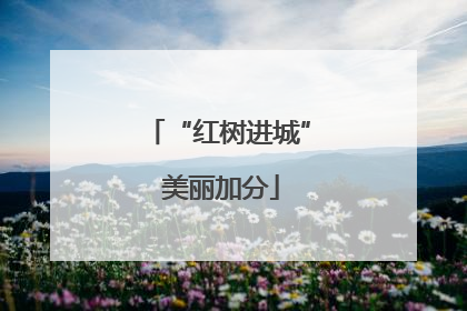 “红树进城” 美丽加分