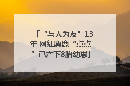 “与人为友”13年 网红麋鹿“点点”已产下8胎幼崽