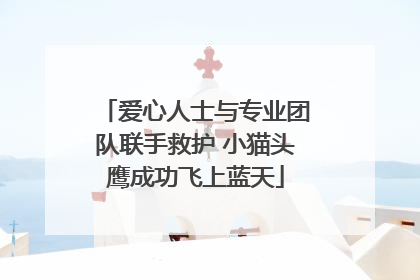 爱心人士与专业团队联手救护 小猫头鹰成功飞上蓝天