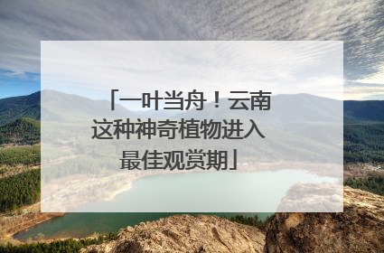 一叶当舟！云南这种神奇植物进入最佳观赏期