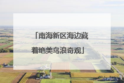 南海新区海边藏着绝美鸟浪奇观
