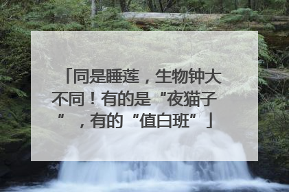 同是睡莲，生物钟大不同！有的是“夜猫子”，有的“值白班”