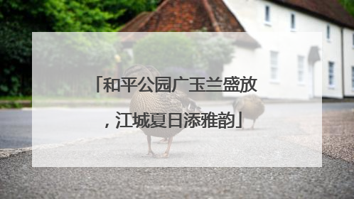 和平公园广玉兰盛放，江城夏日添雅韵