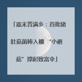 嘉禾普满乡：首批猪肚菇菌棒入棚 “小蘑菇”撑起致富伞