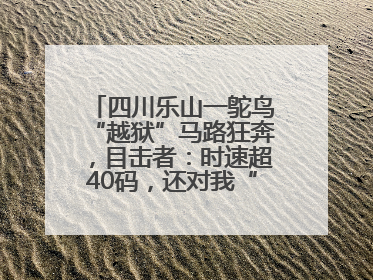 四川乐山一鸵鸟“越狱”马路狂奔，目击者：时速超40码，还对我“笑”了下