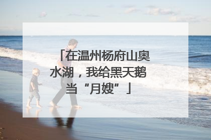 在温州杨府山奥水湖，我给黑天鹅当“月嫂”