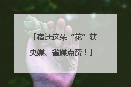 宿迁这朵“花”获央媒、省媒点赞！