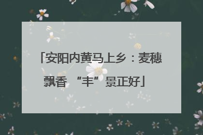 安阳内黄马上乡：麦穗飘香 “丰”景正好