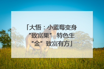 大悟：小蓝莓变身“致富果” 特色生“金”致富有方