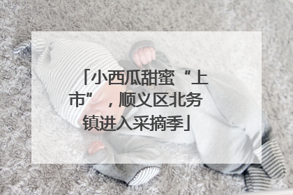 小西瓜甜蜜“上市”，顺义区北务镇进入采摘季