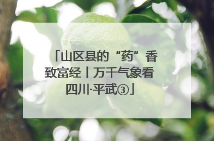 山区县的“药”香致富经丨万千气象看四川·平武③