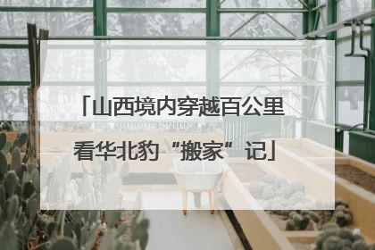 山西境内穿越百公里 看华北豹“搬家”记