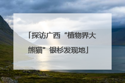 探访广西“植物界大熊猫”银杉发现地