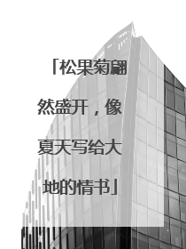 松果菊翩然盛开，像夏天写给大地的情书