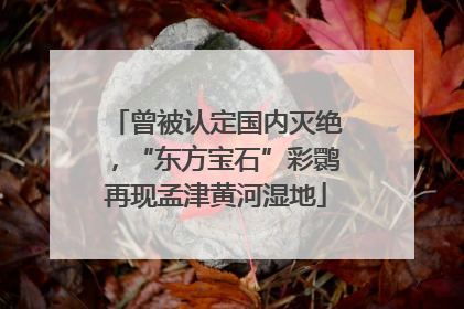 曾被认定国内灭绝，“东方宝石”彩鹮再现孟津黄河湿地