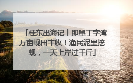 桂东出海记丨即墨丁字湾万亩蚬田丰收！渔民泥里挖蚬，一天上岸过千斤