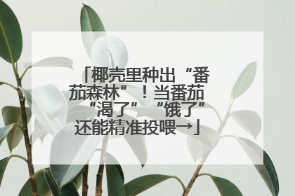 椰壳里种出“番茄森林”！当番茄“渴了”“饿了”还能精准投喂→