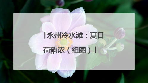 永州冷水滩：夏日荷韵浓（组图）