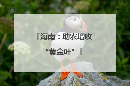 海南：助农增收 “黄金叶”