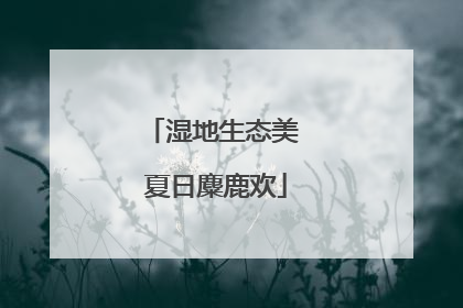 湿地生态美 夏日麋鹿欢