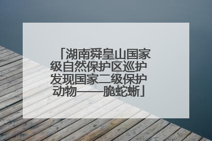 湖南舜皇山国家级自然保护区巡护发现国家二级保护动物——脆蛇蜥