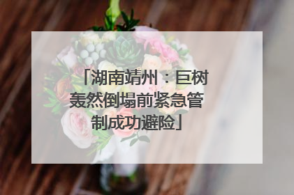 湖南靖州：巨树轰然倒塌前紧急管制成功避险