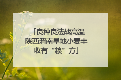 良种良法战高温 陕西渭南旱地小麦丰收有“粮”方