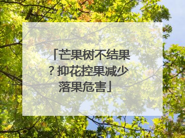芒果树不结果？抑花控果减少落果危害