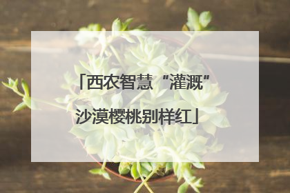 西农智慧“灌溉” 沙漠樱桃别样红