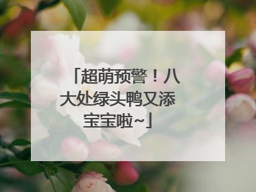 超萌预警！八大处绿头鸭又添宝宝啦~