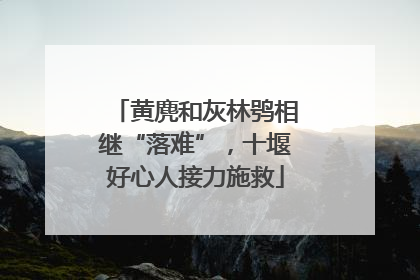 黄麂和灰林鸮相继“落难”，十堰好心人接力施救