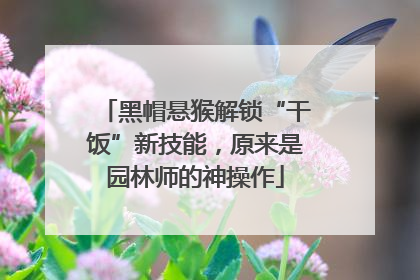 黑帽悬猴解锁“干饭”新技能，原来是园林师的神操作